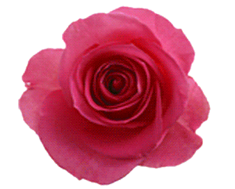 　　祝福女同胞们节日快乐!　　—写在”三八”妇女节来临之际　　春回大地，万物复苏，小鸟鸣春，百花争艳，小草发芽，大地一片万紫千红的景像。在这春暖花开的季节里，“三八”妇女节的温馨气息又将扑面而至......　　在这阳光灿烂的日子里，我走在这明媚的春日，在那城市繁华喧闹的街道上，观赏着街上由女人们所构成美丽的流动风景线，她们的千娇百媚，万种风情，真可谓是绚烂多姿。　　女性，是这世间钟灵毓秀的高贵生命，她们是造物主精心培育的迷人奇葩;生活因为她们的存在而馨香温情，世界也因有她们存在而绚姿多彩，人类更因为她们而生生不息。　　女人的一生都是行走在花的盛开和凋落之间，也可以理解为与各种角色共舞的一生：在工作单位,既是上司的下属,又是下属的上司;在家庭,既是母亲的女儿,又是丈夫的妻子,还是孩子的母亲。她们操持家务、相夫教子、赡养老人，肩负着承上启下的责任，女人的素质决定着一个家庭六代人的幸福。女人理家、理财、理婚姻、理事业。而在工作中也绝不逊色于须眉，同样以别样的英姿屹立在人生的大舞台之上，光彩耀人.　　如果说女人的一生,在平安、呵护、温馨中度过,无疑是幸福而美满的。而从坎坷中走出来的那些女人,却是丰富而厚重的，她们在眼泪和痛苦里去感悟着生活的内涵和真谛，从而便拥有了一份从容、淡定和超然，并尽情地展现着生命的潜力，绽放着自己生命的美丽......　　节日来临之际，我代表爸妈在线桂林中心全体员工祝愿天下所有的女同胞健康，幸福，快乐!美丽鲜花永远开放，自信乐观永不变老，美好爱情永不分离!“三八”节快乐!　　　　爸妈在线桂林中心主任龙星羽　　2015年3月7日