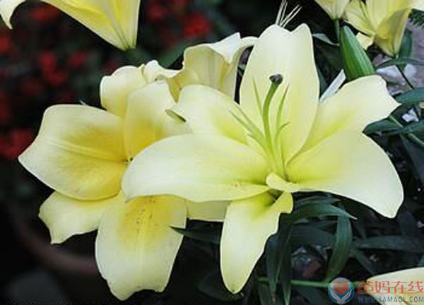 　　祝福女同胞们节日快乐!　　—写在”三八”妇女节来临之际　　春回大地，万物复苏，小鸟鸣春，百花争艳，小草发芽，大地一片万紫千红的景像。在这春暖花开的季节里，“三八”妇女节的温馨气息又将扑面而至......　　在这阳光灿烂的日子里，我走在这明媚的春日，在那城市繁华喧闹的街道上，观赏着街上由女人们所构成美丽的流动风景线，她们的千娇百媚，万种风情，真可谓是绚烂多姿。　　女性，是这世间钟灵毓秀的高贵生命，她们是造物主精心培育的迷人奇葩;生活因为她们的存在而馨香温情，世界也因有她们存在而绚姿多彩，人类更因为她们而生生不息。　　女人的一生都是行走在花的盛开和凋落之间，也可以理解为与各种角色共舞的一生：在工作单位,既是上司的下属,又是下属的上司;在家庭,既是母亲的女儿,又是丈夫的妻子,还是孩子的母亲。她们操持家务、相夫教子、赡养老人，肩负着承上启下的责任，女人的素质决定着一个家庭六代人的幸福。女人理家、理财、理婚姻、理事业。而在工作中也绝不逊色于须眉，同样以别样的英姿屹立在人生的大舞台之上，光彩耀人.　　如果说女人的一生,在平安、呵护、温馨中度过,无疑是幸福而美满的。而从坎坷中走出来的那些女人,却是丰富而厚重的，她们在眼泪和痛苦里去感悟着生活的内涵和真谛，从而便拥有了一份从容、淡定和超然，并尽情地展现着生命的潜力，绽放着自己生命的美丽......　　节日来临之际，我代表爸妈在线桂林中心全体员工祝愿天下所有的女同胞健康，幸福，快乐!美丽鲜花永远开放，自信乐观永不变老，美好爱情永不分离!“三八”节快乐!　　　　爸妈在线桂林中心主任龙星羽　　2015年3月7日